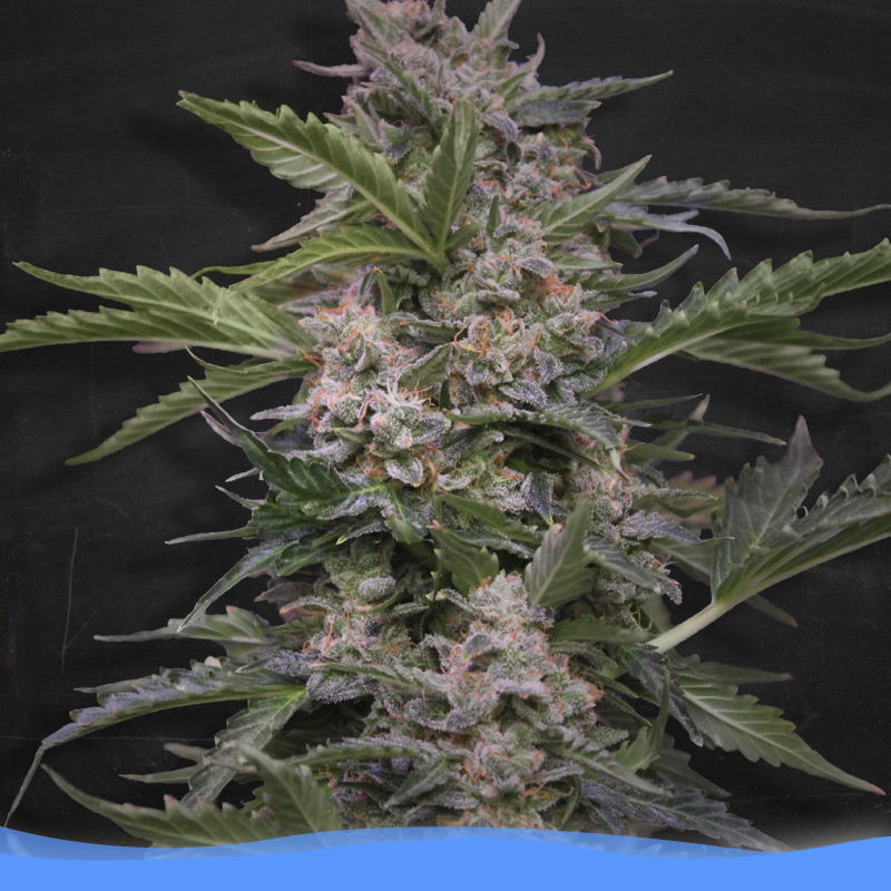 Hemp Sparrow カリラ 2010 2025年最新】ヘンプスパローの人気アイテム - メルカリ