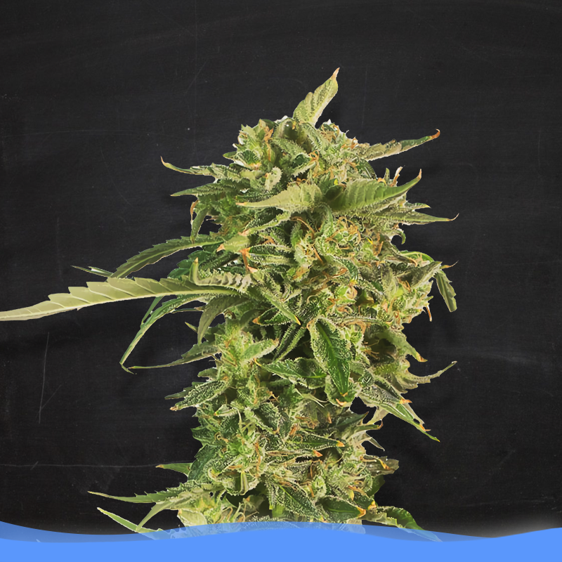 An image of Kame Kush