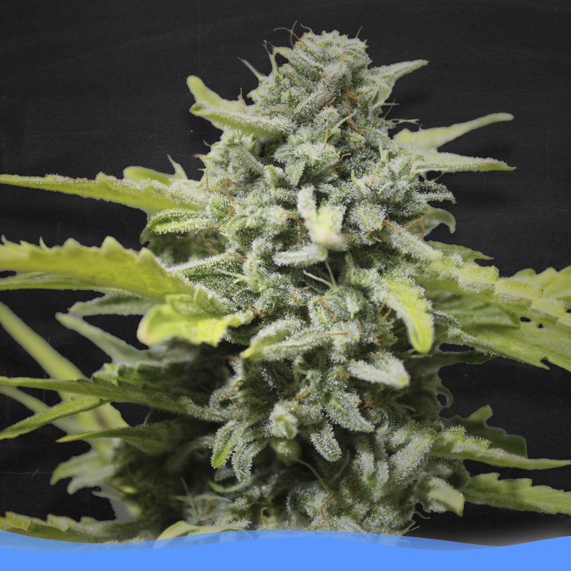 An image of Lemon Ultra Haze