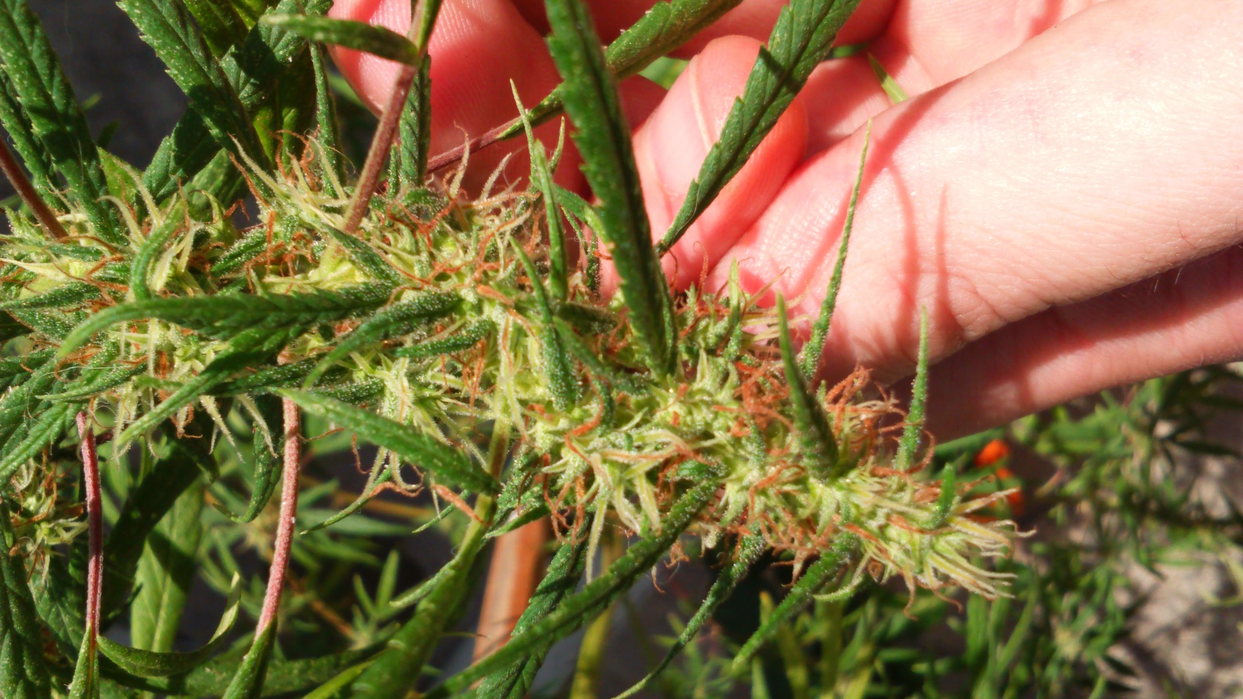 An image of Heirloom Sativa Paraguay