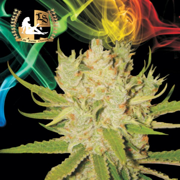 An image of KnightsBridge OG Haze