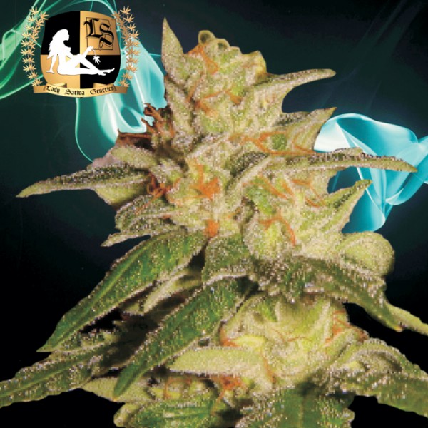 An image of London City Diesel