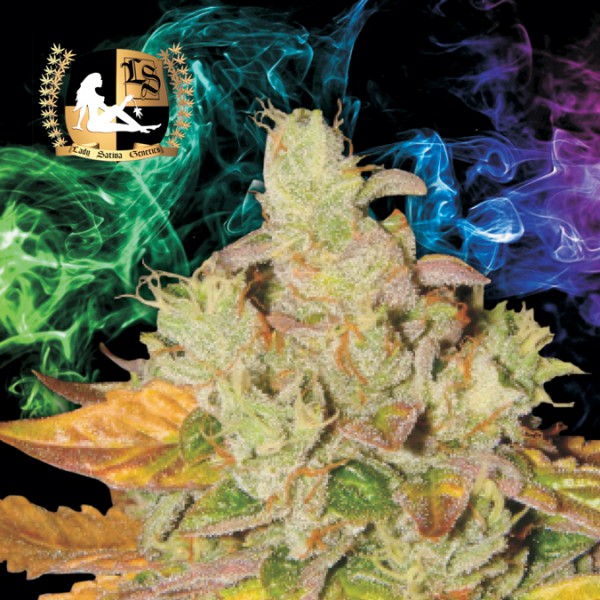An image of Orange Diesel