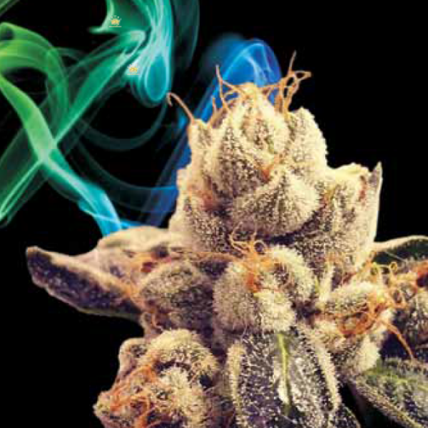 An image of Orange Diesel V3