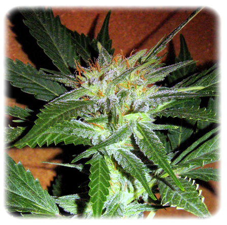 An image of Lala Haze