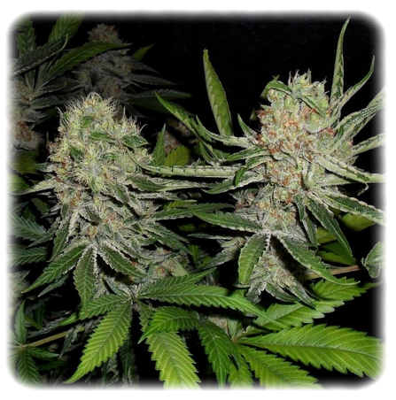 An image of RH/Fruitbud x Lemon Thai