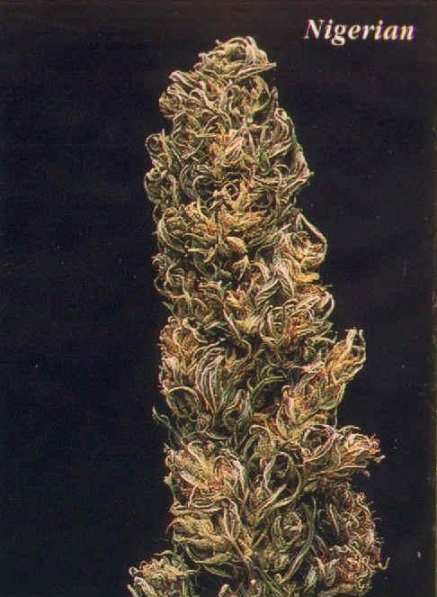 An image of Nigerian Landrace