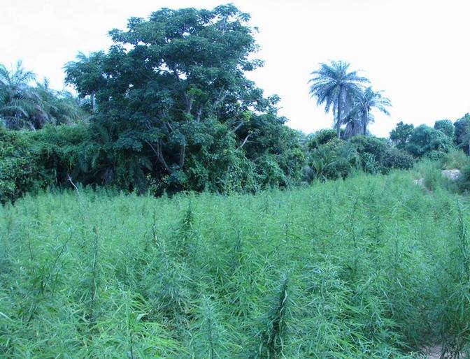 An image of Senegal Landrace