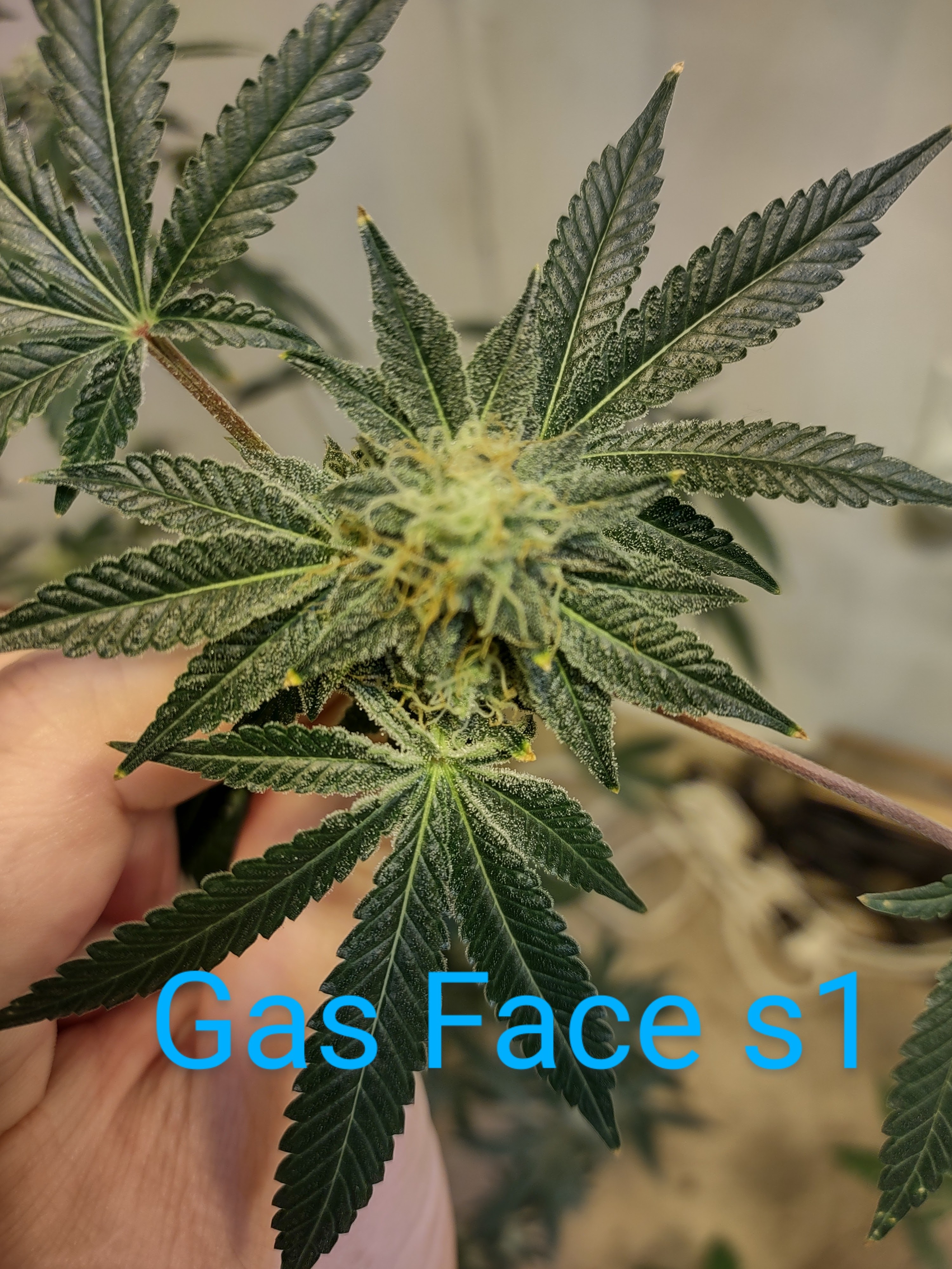 An image of Gas Face S1