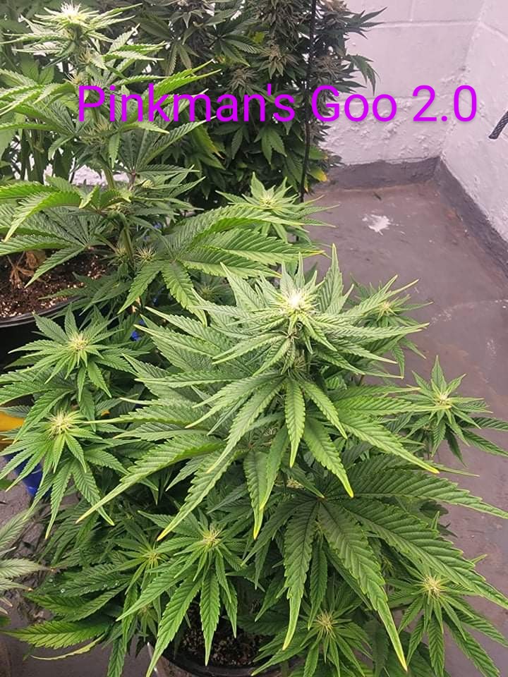 An image of Pinkman Goo 2.0