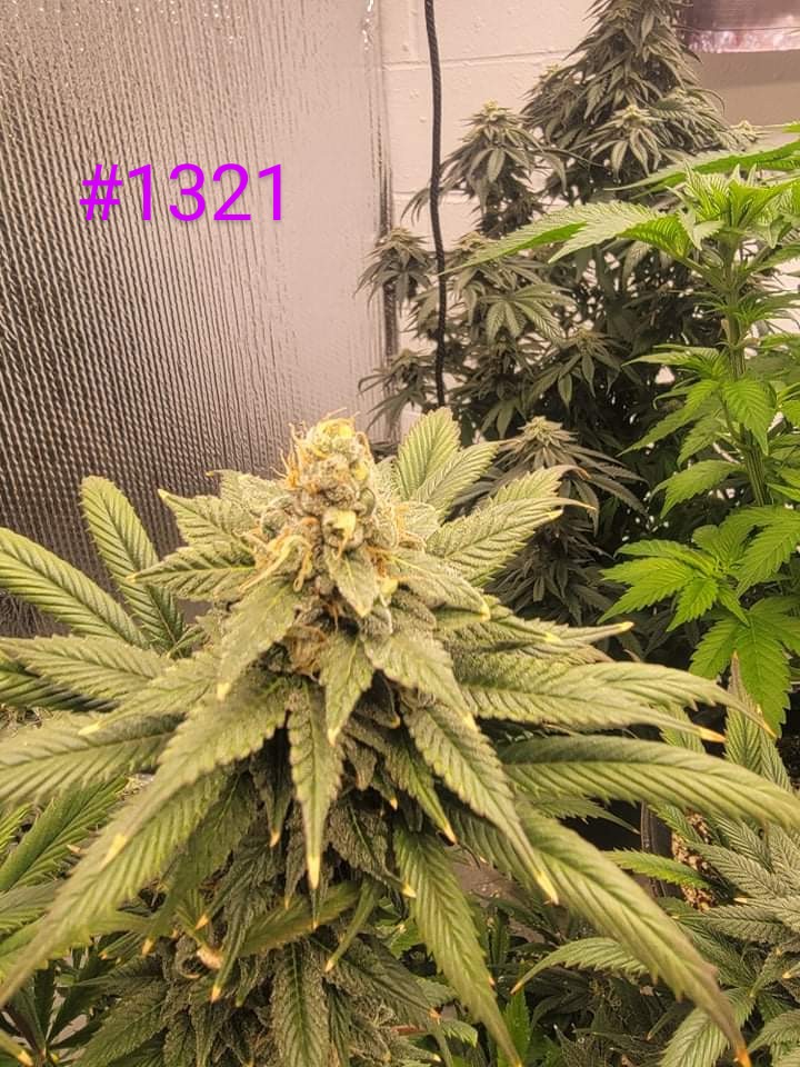An image of Project #1321