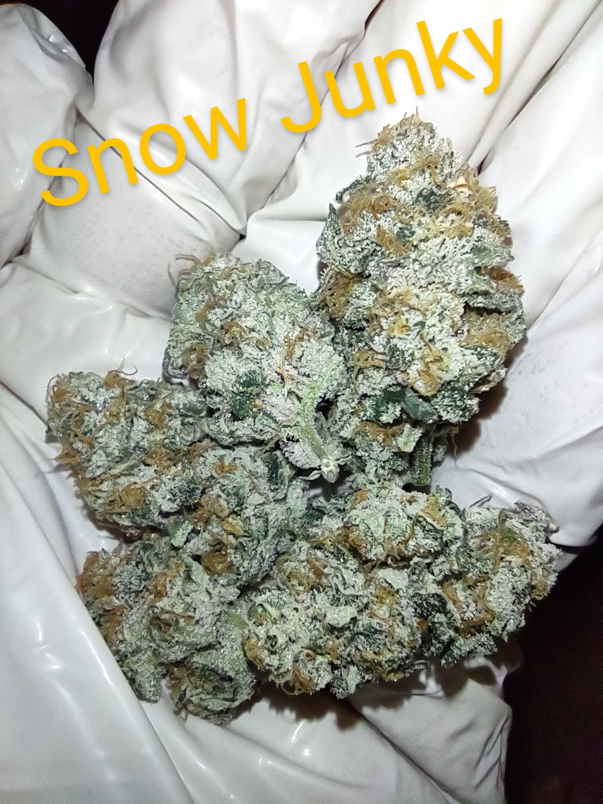 An image of Snow Junky