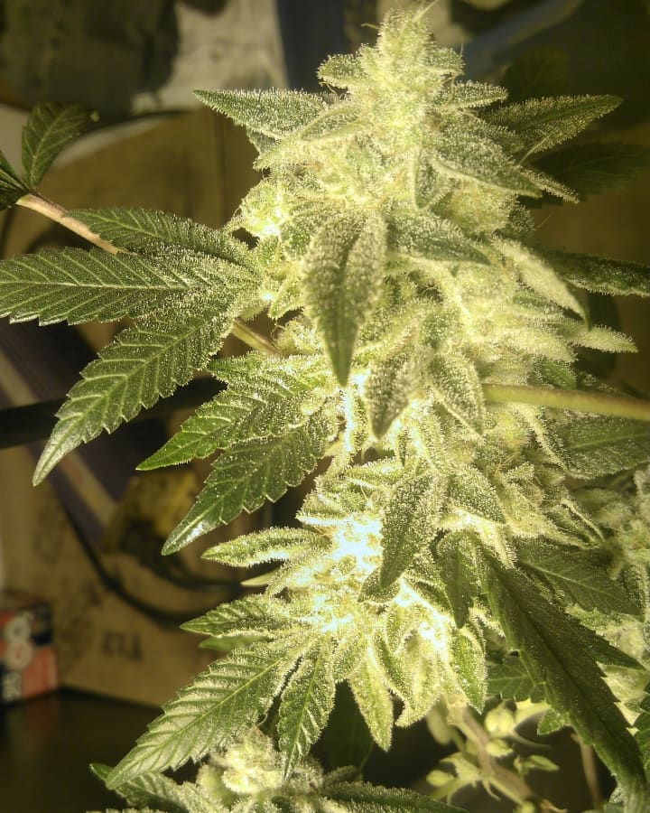 An image of The White Wizard