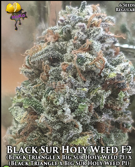 An image of Black Sur Holy Weed