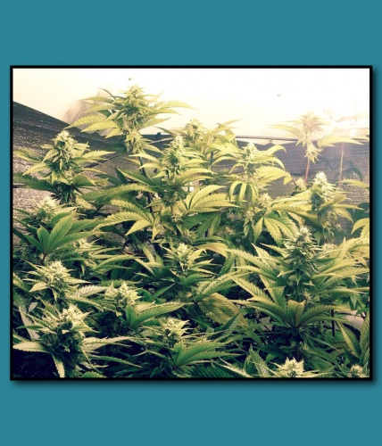 An image of Cherry Posh OG