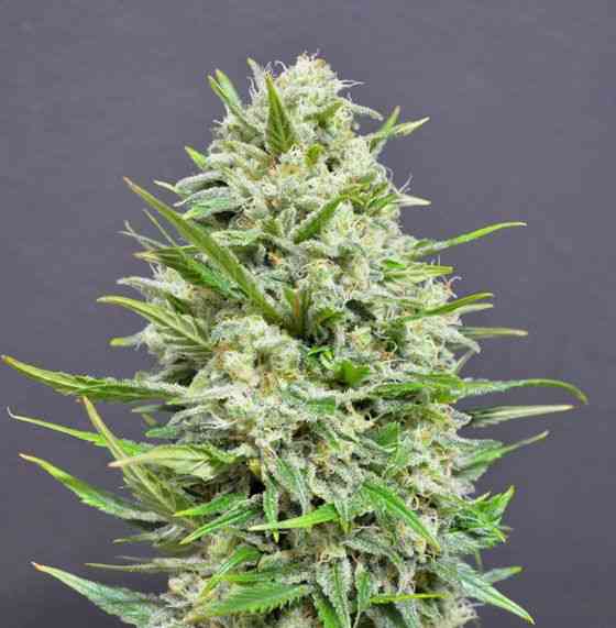 An image of AK-47