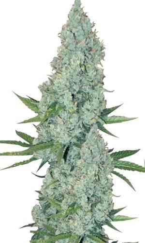 An image of Amnesia Lemon