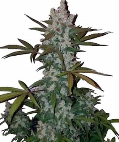 An image of Auto Cookies