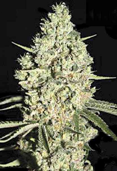An image of Auto Critical+