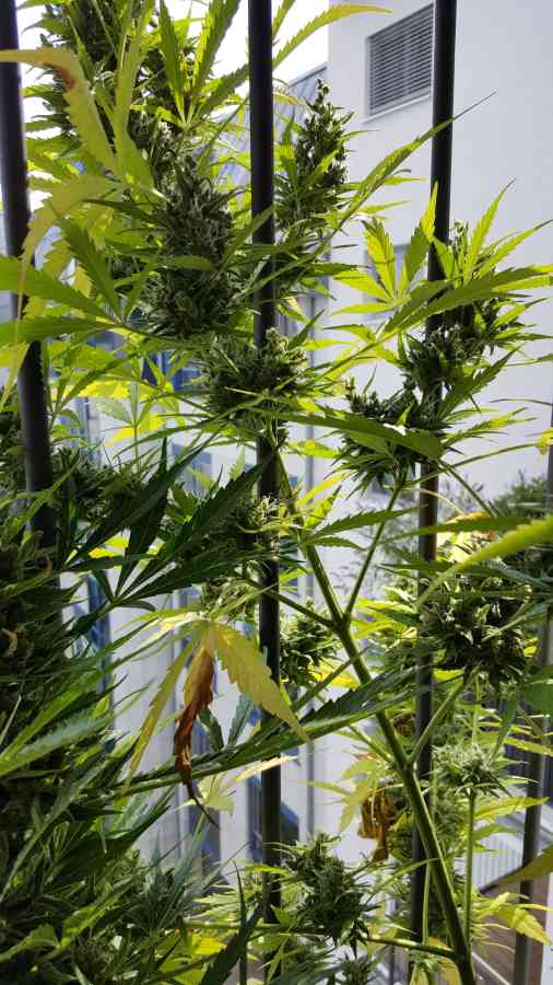 An image of Auto Haze