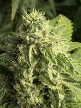 An image of Big Bud