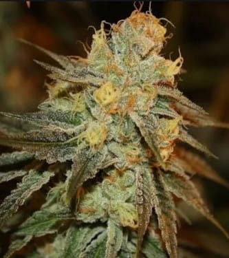 An image of Bruce Banner