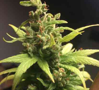 An image of CBD Jack Herer
