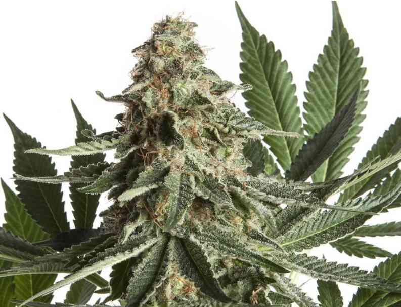 An image of Ed R. Super Bud