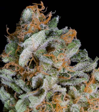 An image of Gorilla Cookies