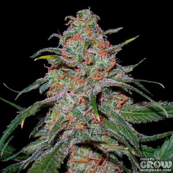 An image of Super Lemon Haze