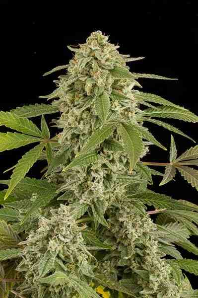 An image of White Widow