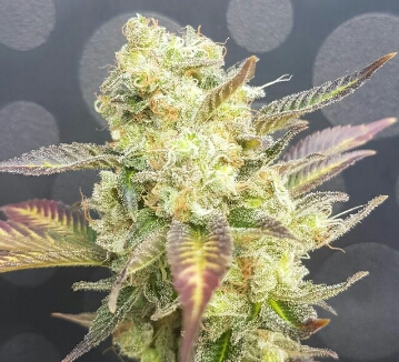 An image of Banana Sherbet x Chocolate