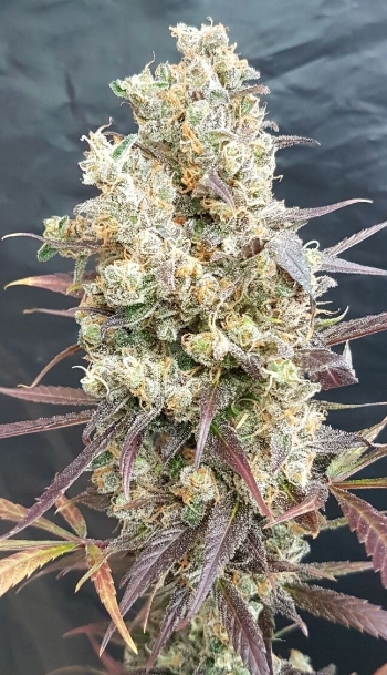 An image of Black Devils OG