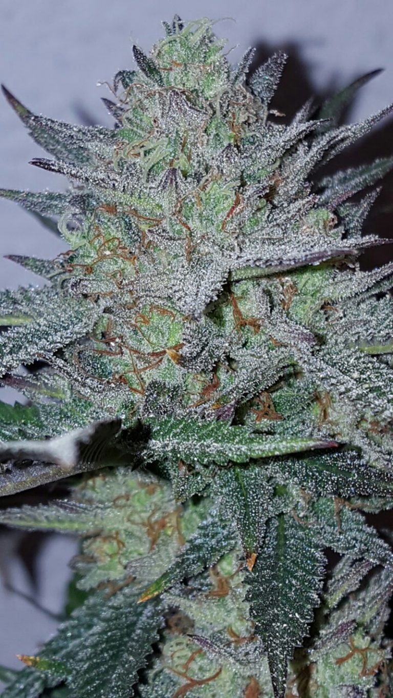An image of Blue Fire
