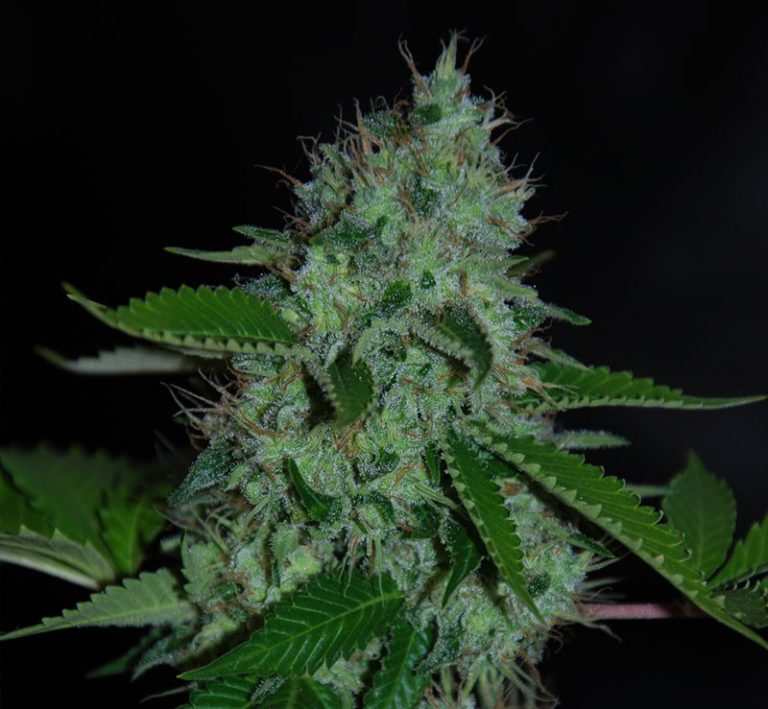 An image of Caramel Crème Auto