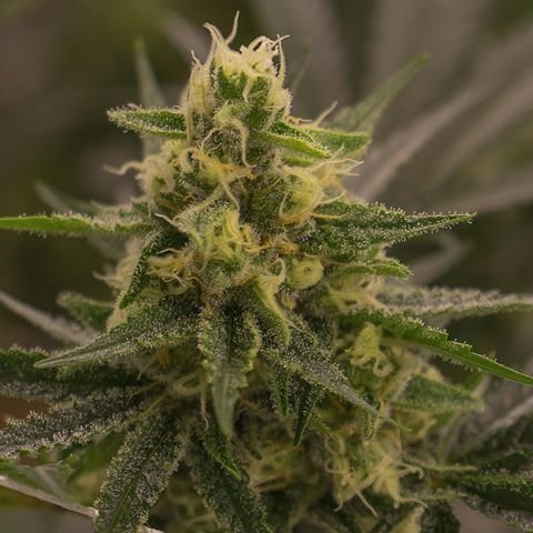 An image of Harlequin x Super Sour Diesel