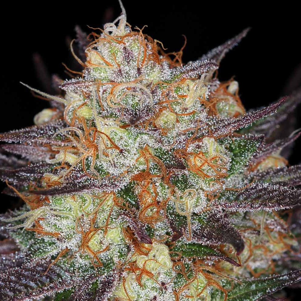 An image of Holy Bubba
