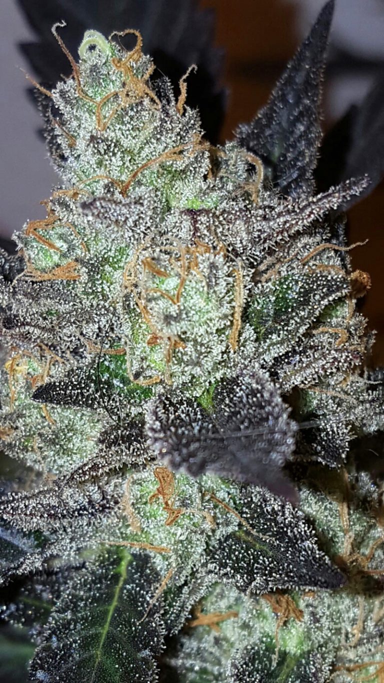 An image of Lavender