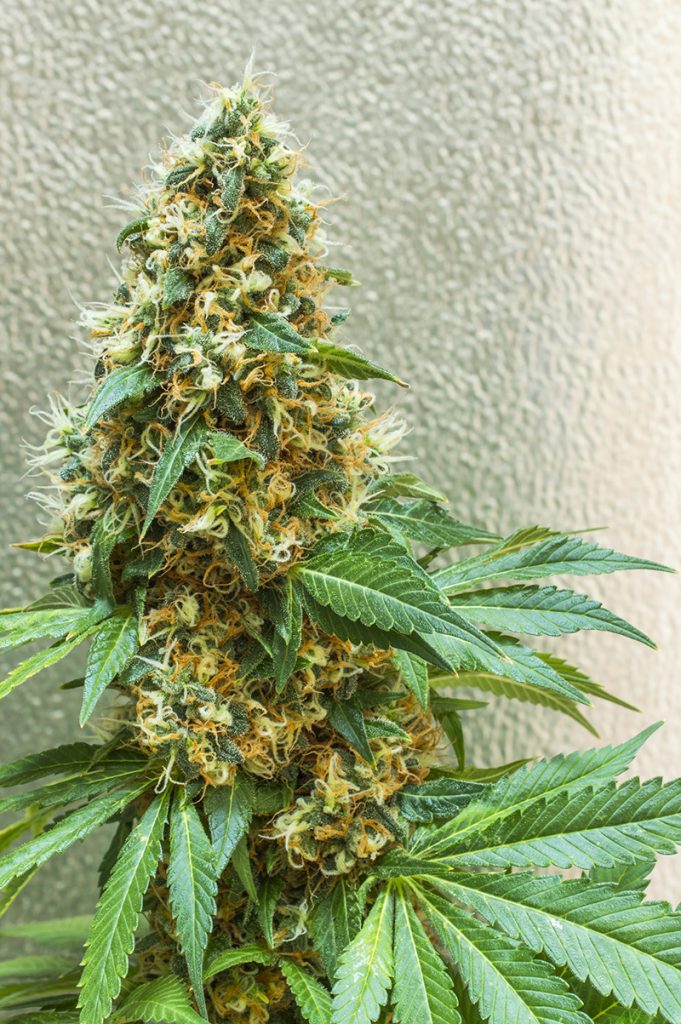 An image of PineQueen Haze #14