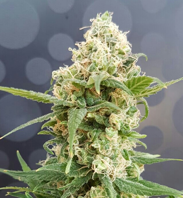 An image of Pineapple Auto Feminised