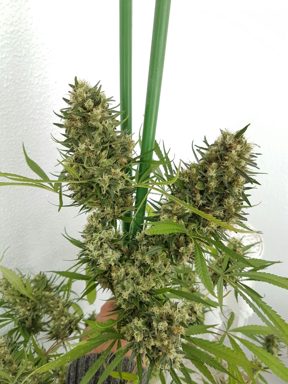 An image of Strawberry Diesel