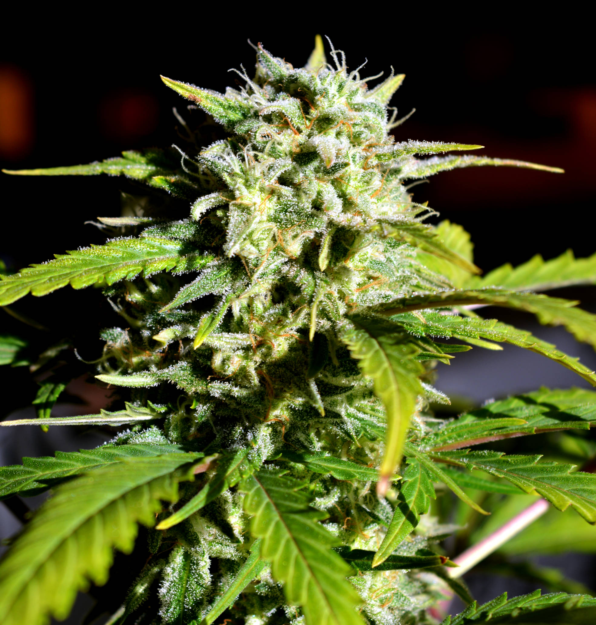 An image of Super Lemon Haze