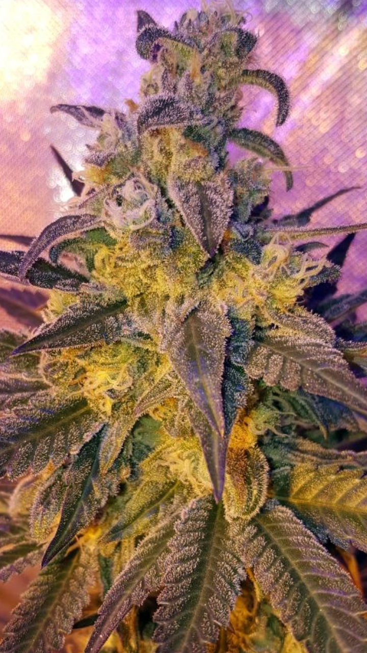 An image of Sweet Peach