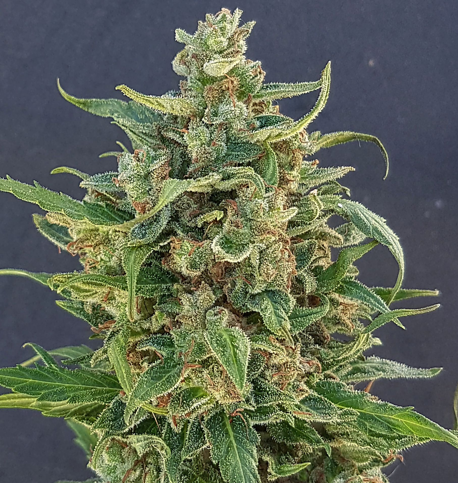 An image of Triple XL Auto