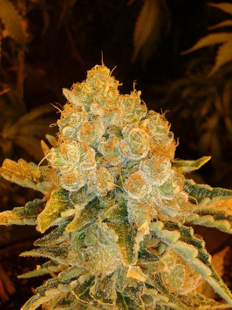 An image of White Widow