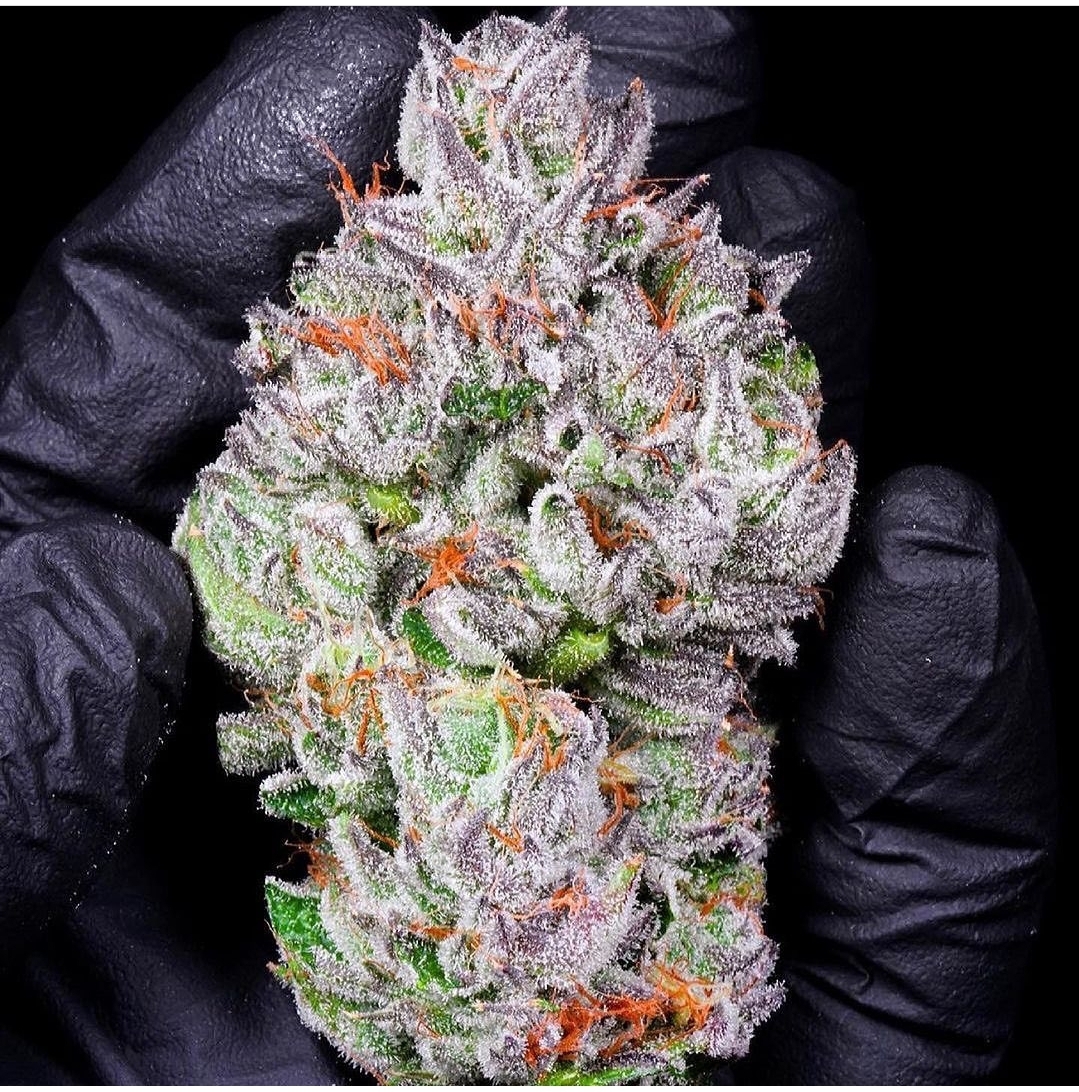 An image of Cherry Cheesecake F2
