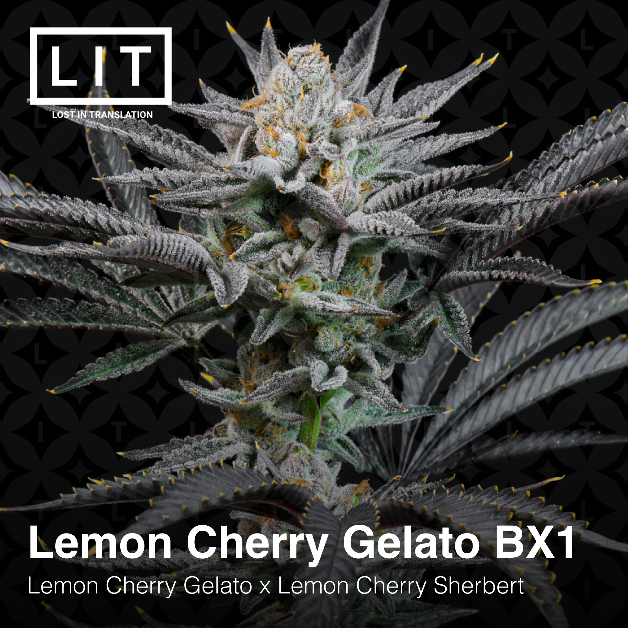 An image of Lemon Cherry Gelato BX1