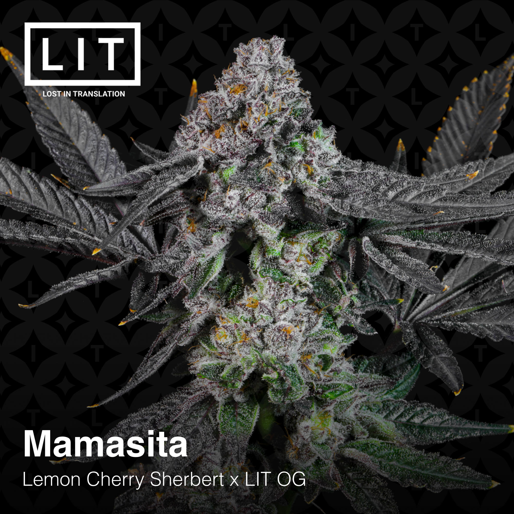 An image of Mamacita