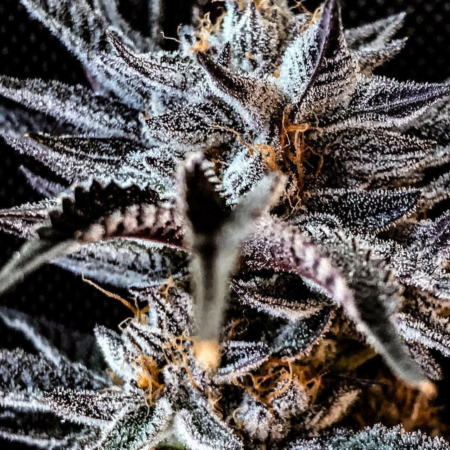 An image of Melon Cookies