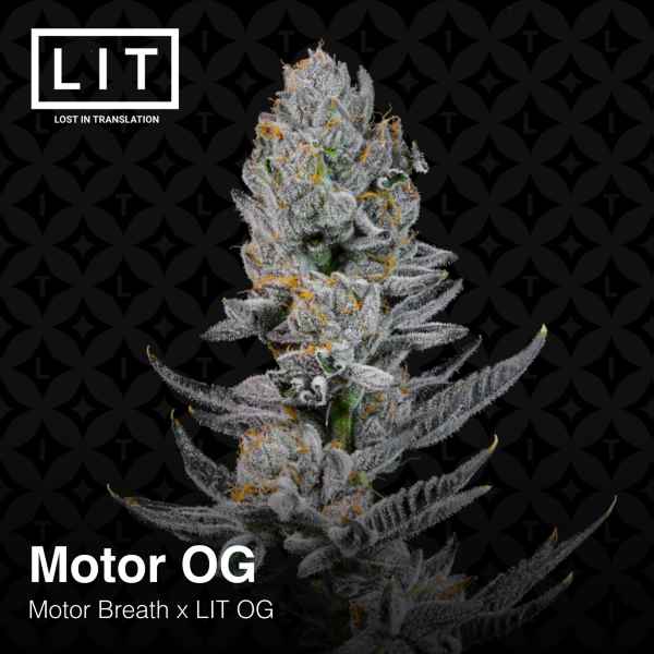 An image of Motor OG